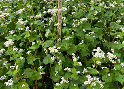 Organic Mancan Buckwheat