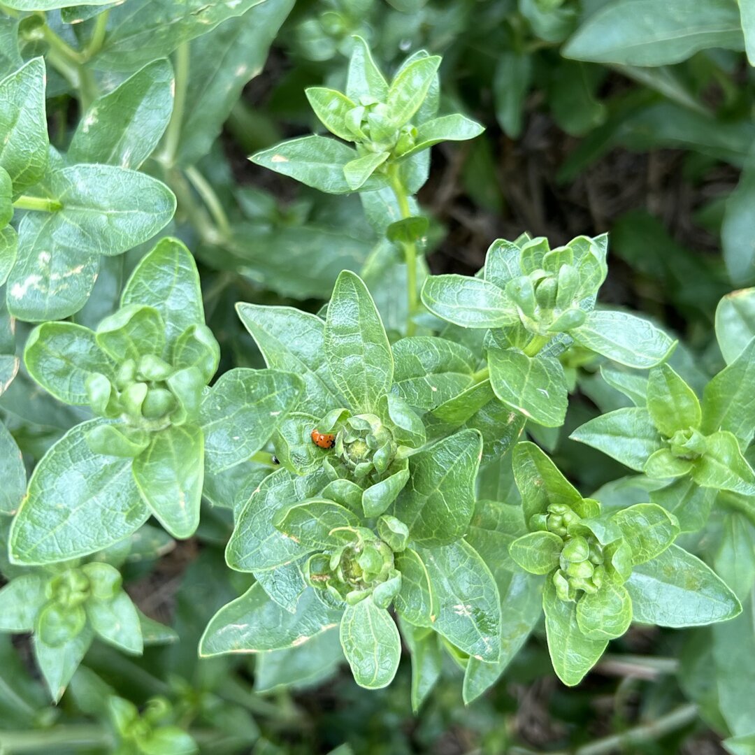 safflower seed plant Safflower (Baldy) – Green Cover