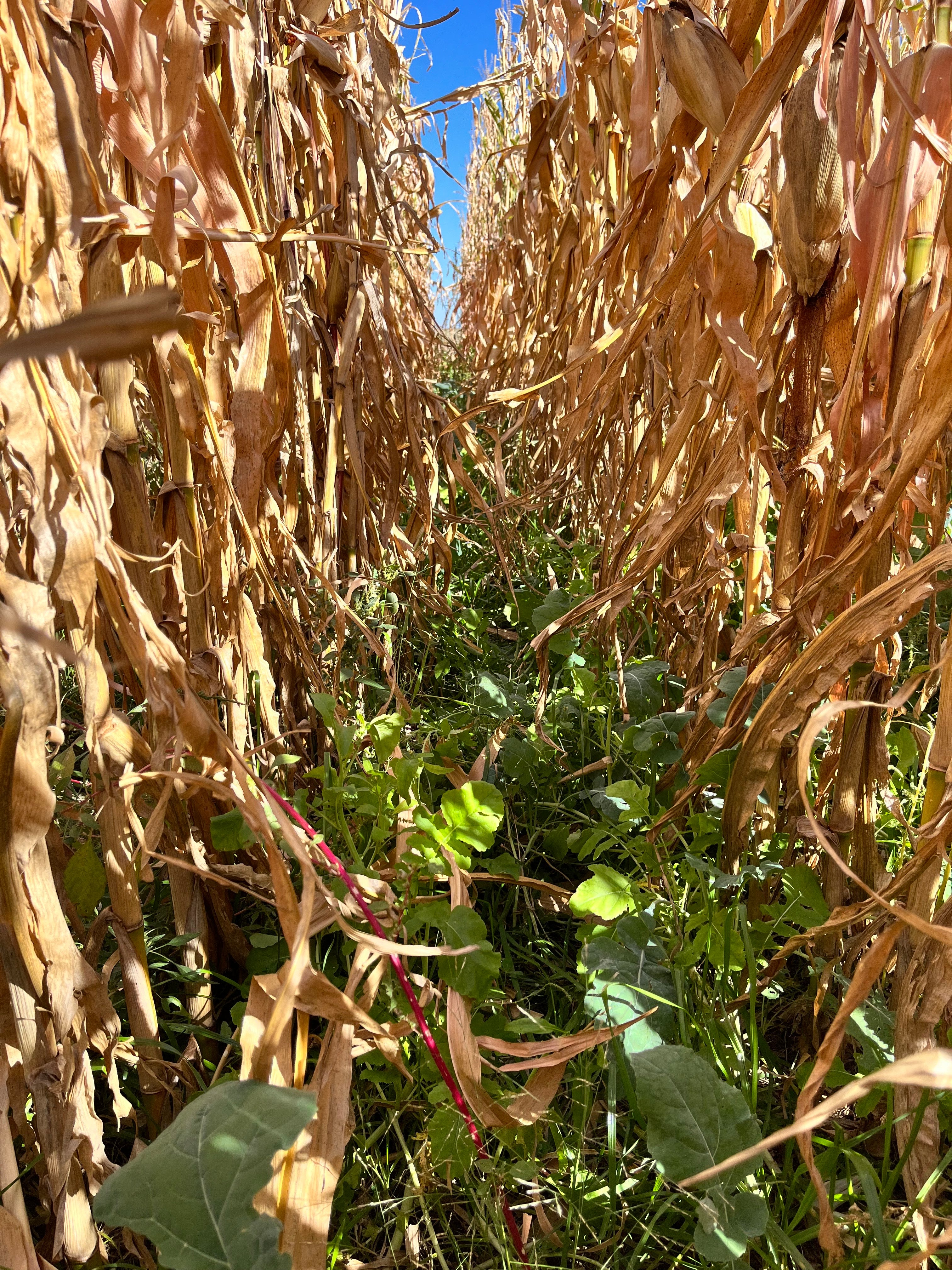Corn Interseeding Mix (for V3-V6 stage) – Green Cover