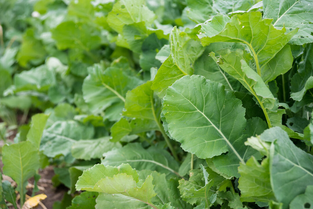 Forage Collards (Impact) – Green Cover