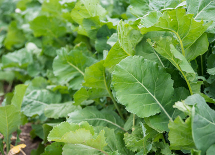 Forage Collards (Impact)