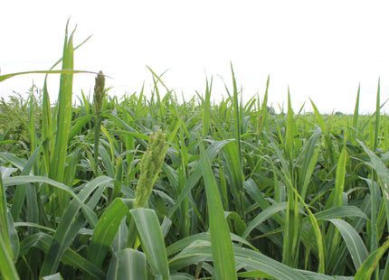 Japanese Millet