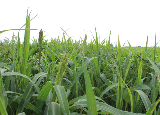 japanese millet herbicides Japanese Millet – Green Cover