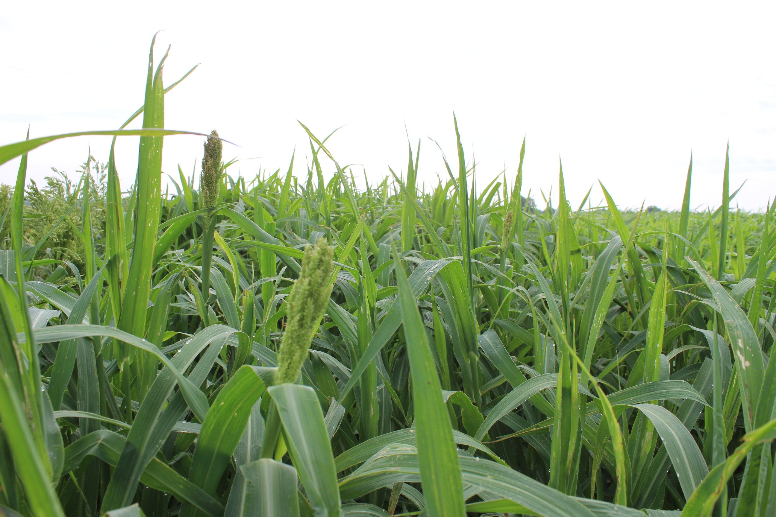millet seed planting depth Japanese Millet – Green Cover