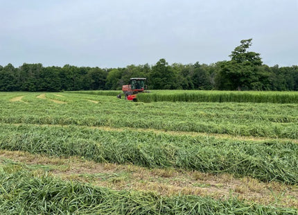Switchgrass (RC Big Rock)