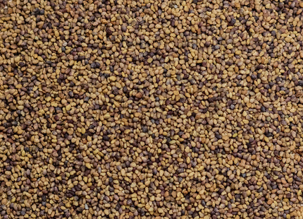 Red Clover (Medium - Big Red) - OMRI Inoculated