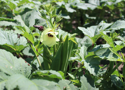 Okra (Clemson Spineless 80)