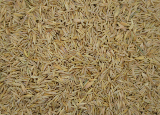 Orchard Grass (Bighorn)