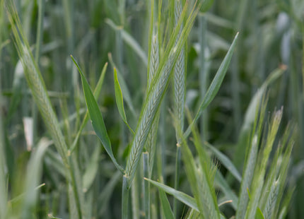 Cereal Rye (Cardinal)