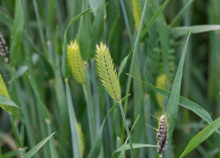 Pre-Corn Mix