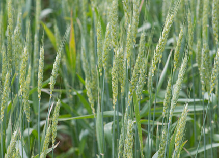 Winter Wheat (GA Gore Soft Red) - Beardless