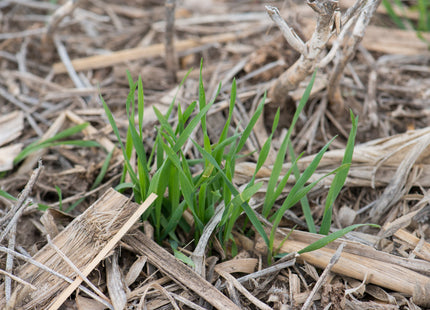 Cereal Rye (Cardinal)