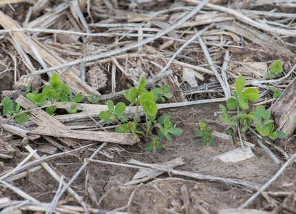 Pasture Frost Seed Mix