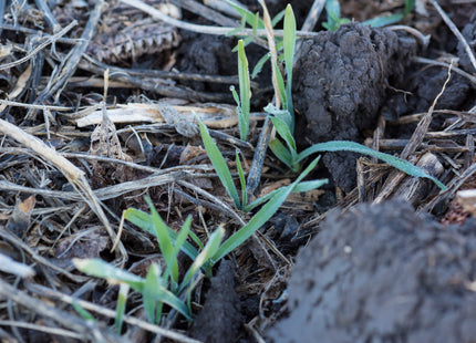 Pre-Corn Mix
