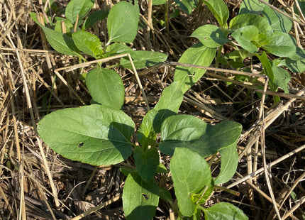 Organic Sunflower