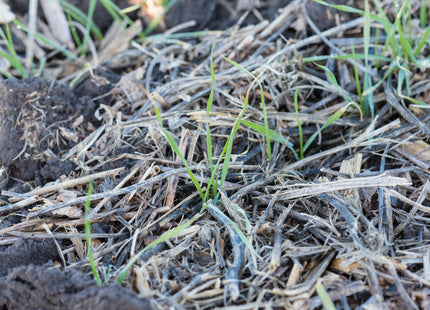 Winter Wheat (GA Gore Soft Red) - Beardless