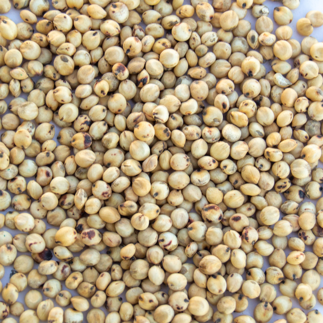 Sorghum Sudan (Short King BMR Dwarf PPS) – Green Cover