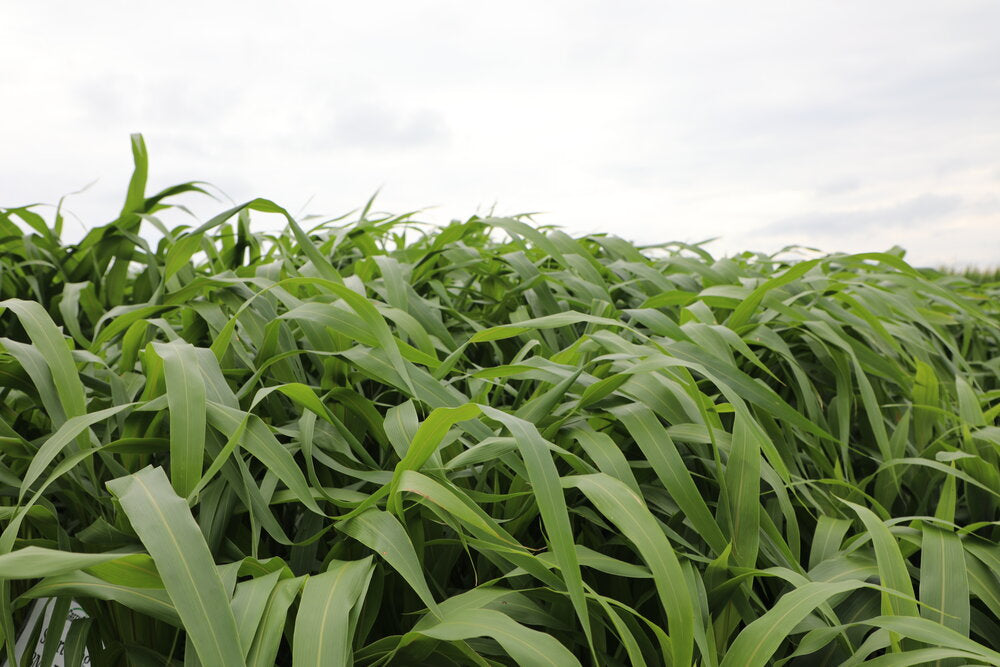 Sorghum Sudan (Short King BMR Dwarf PPS) – Green Cover