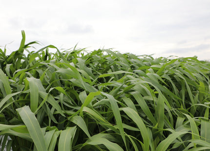 Sorghum Sudan (Short King BMR Dwarf PPS)