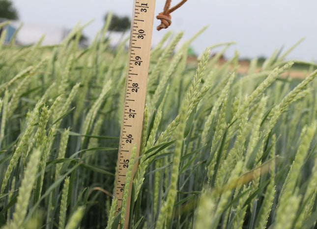 barley seed for planting near me Spring Forage Barley (Lavina)