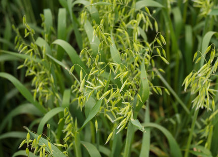 Spring Oats (Rushmore)