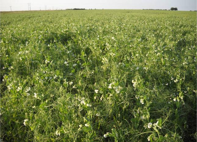 Spring Forage Pea (4010 Non-GMO)