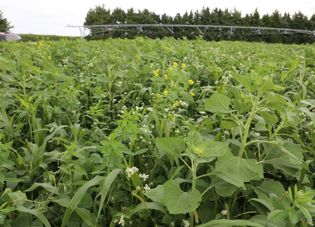 Summer Soil Armor