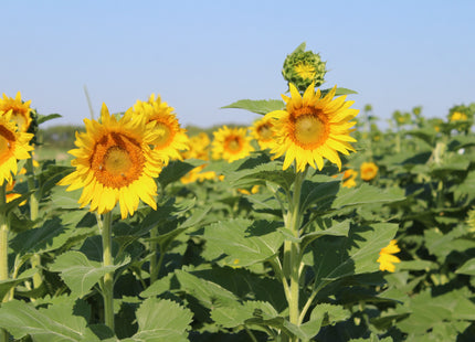 Sunflower (Peredovik Type)
