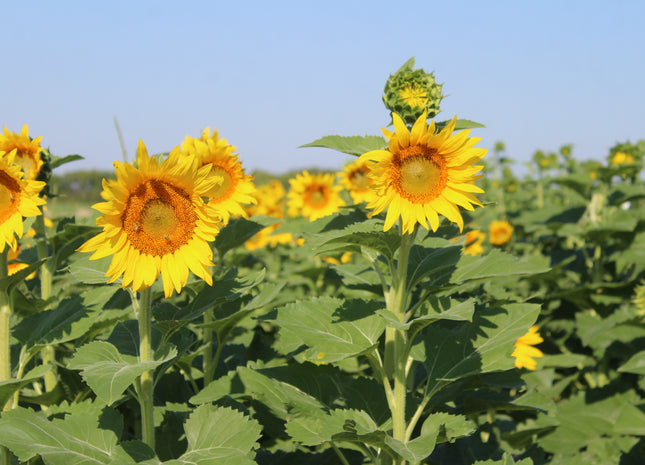 Sunflower (Peredovik Type)
