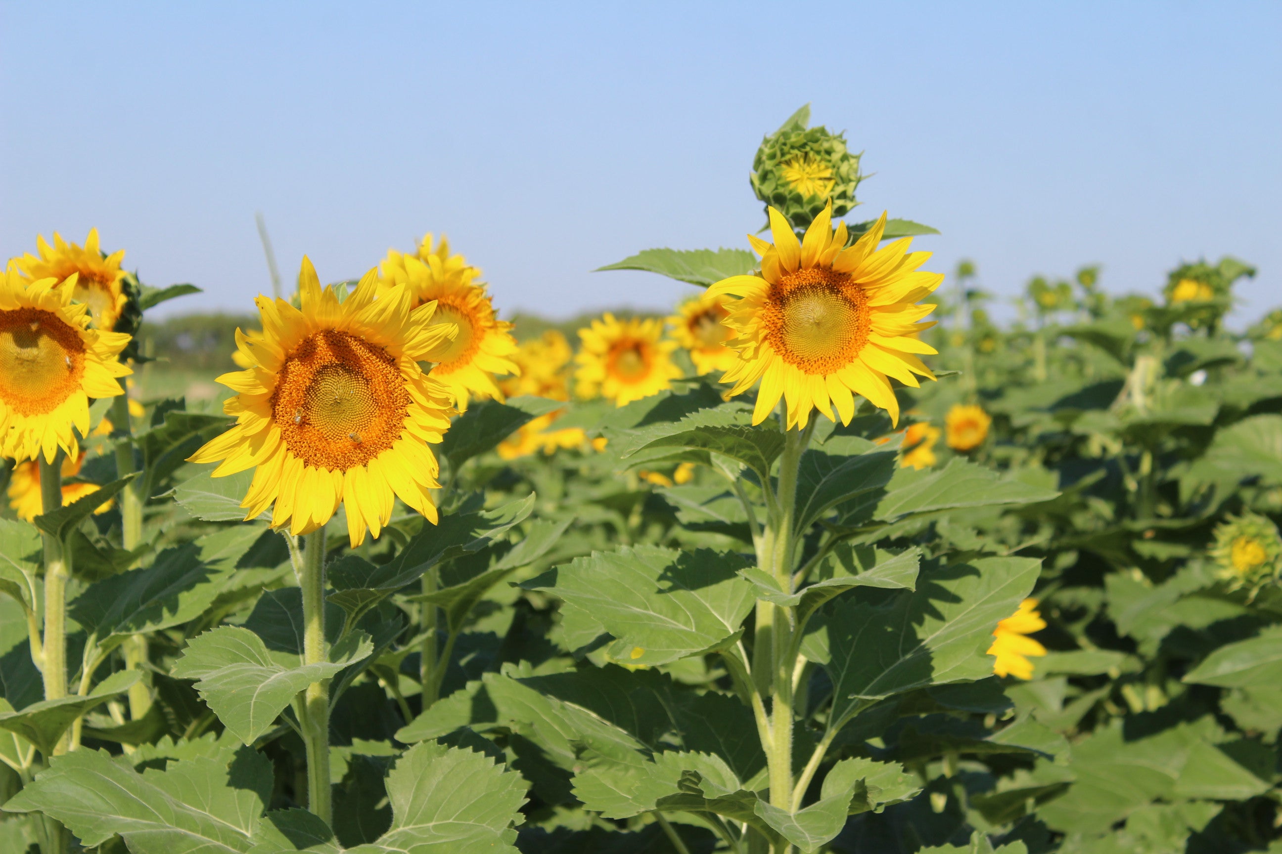 peredovik sunflower seeds for planting Sunflower (Peredovik Type) – Green Cover