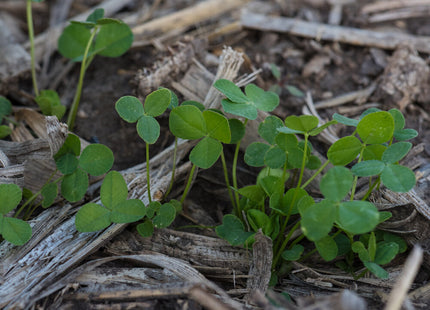 Arrowleaf Clover (Apache)