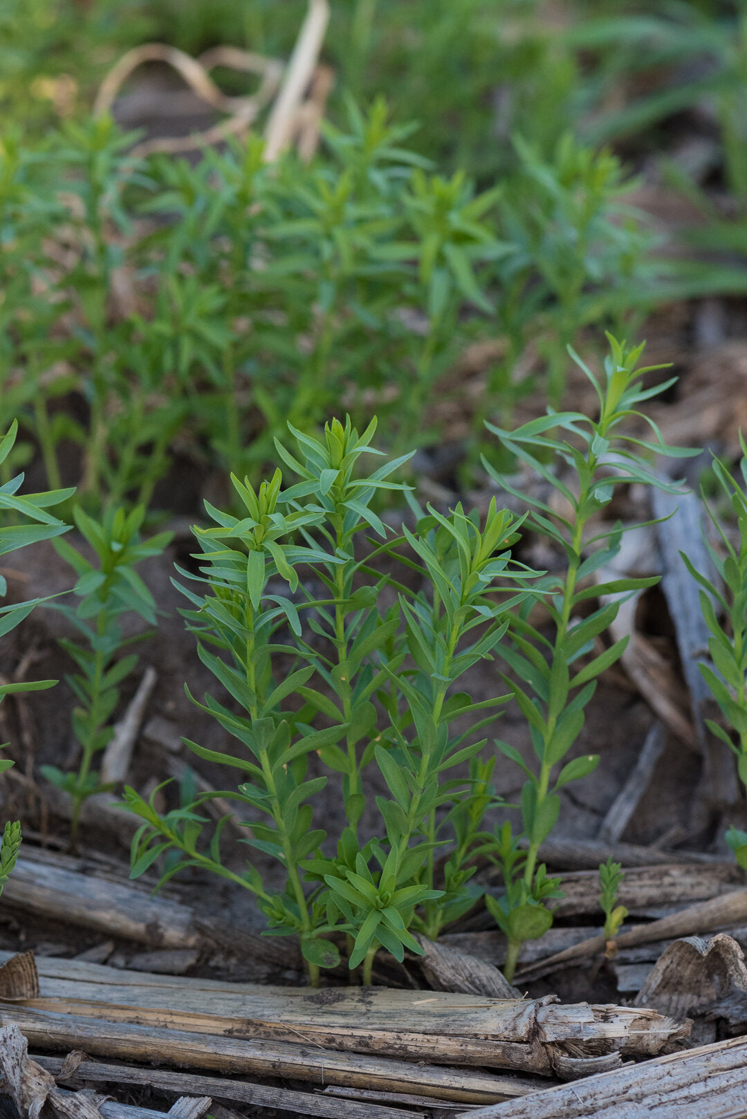 flax seed plant leaves Flax (Brown) – Green Cover