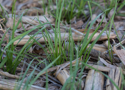 Annual Ryegrass (Ranahan) - Tetraploid