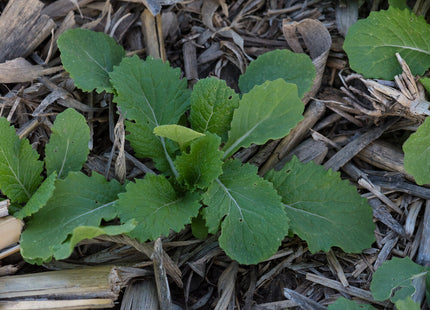 Turnip (Twister Hybrid)