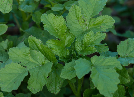 White Mustard (Action)