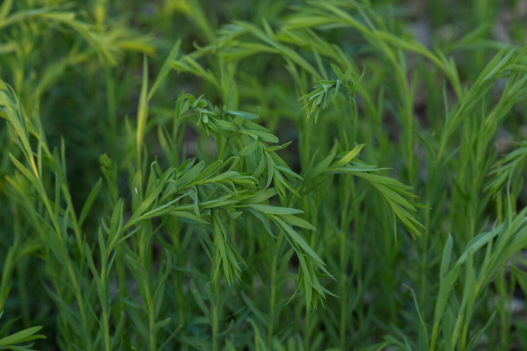 flax seed plant leaves Flax (Brown) – Green Cover