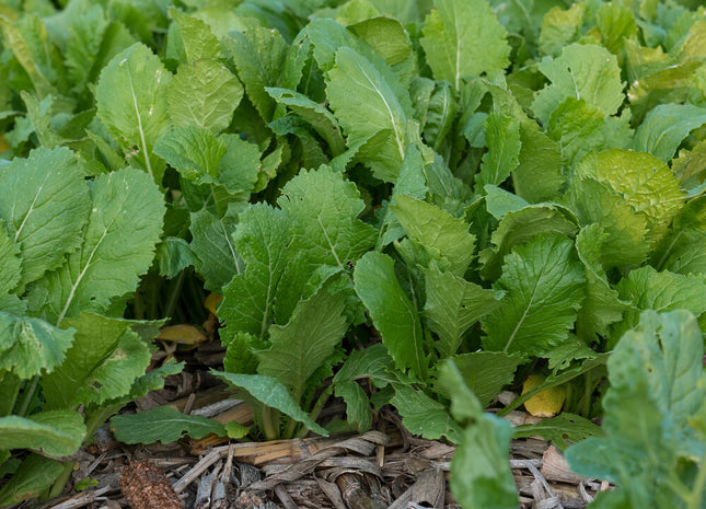 Turnip (Twister Hybrid)