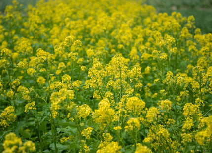 White Mustard (Action)