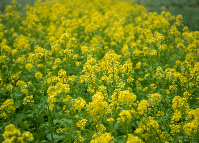 White Mustard (Action)