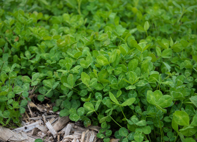 Arrowleaf Clover (Apache)