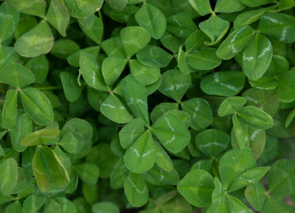 Arrowleaf Clover (Apache)