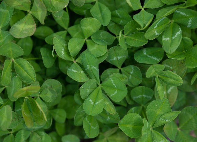 Arrowleaf Clover (Apache)