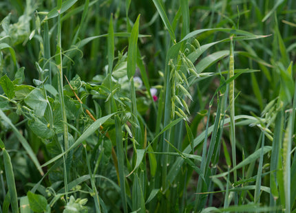 Spring Trio (Oats/Peas/Barley)