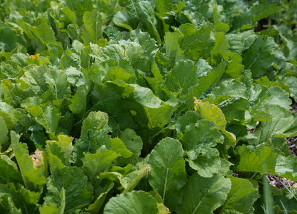 Turnip (Twister Hybrid)