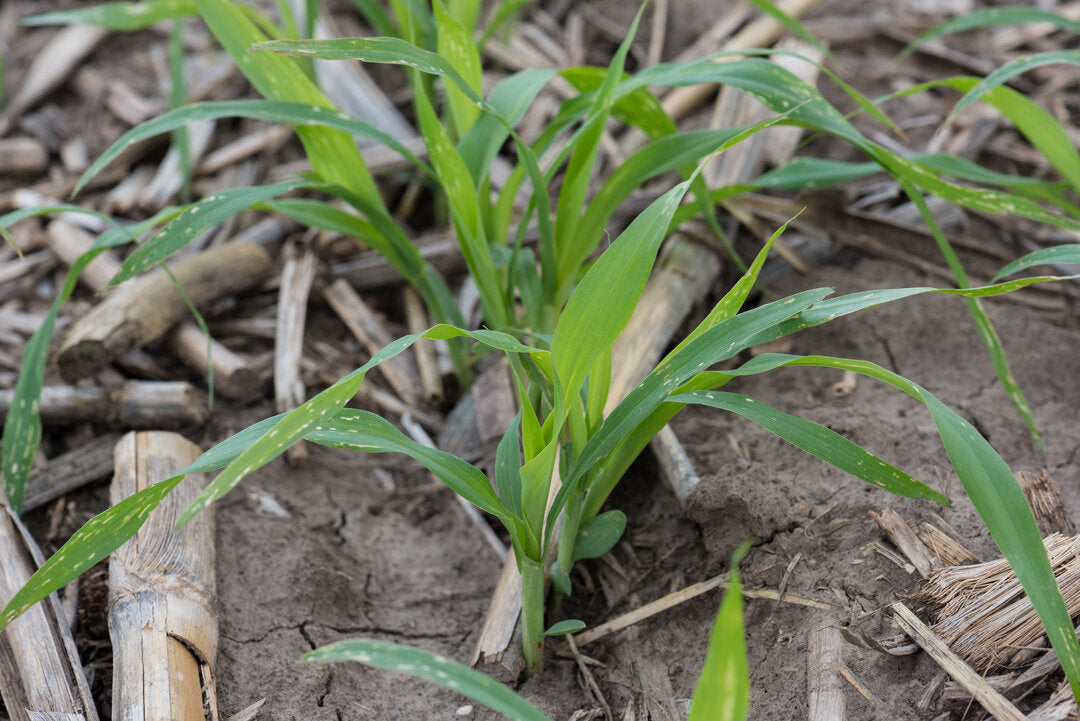 Sorghum Sudan (506x51 BMR Dwarf) – Green Cover