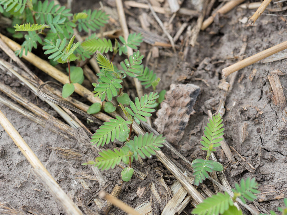 Aeschynomene (American Joint Vetch) – Green Cover