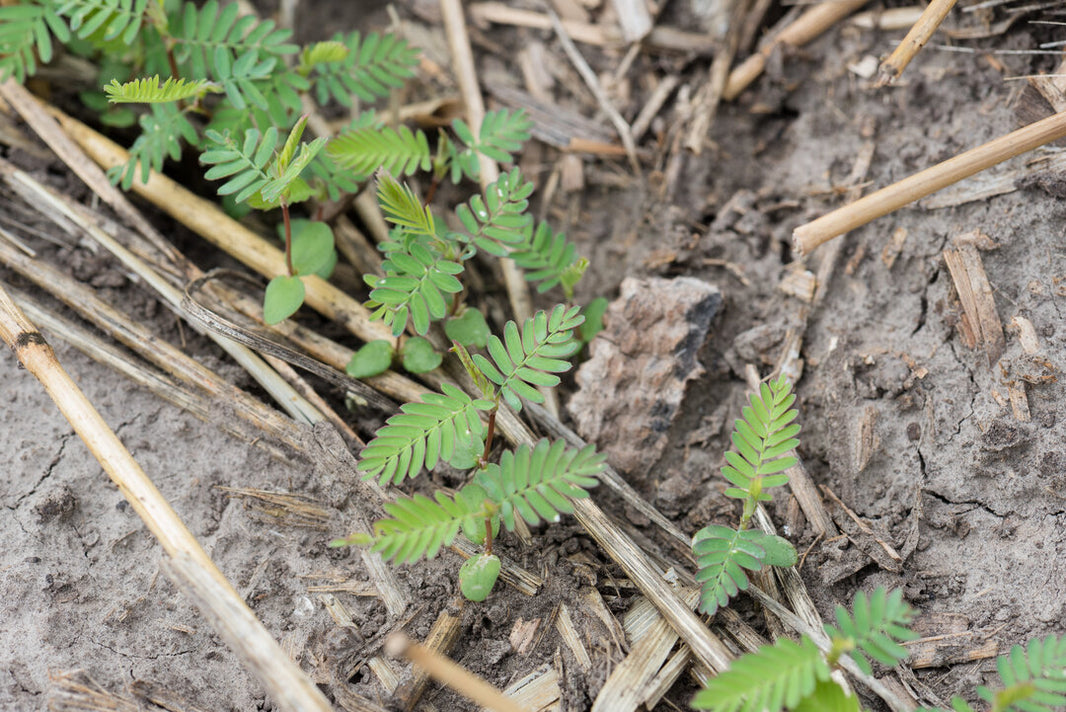 Aeschynomene (American Joint Vetch) – Green Cover