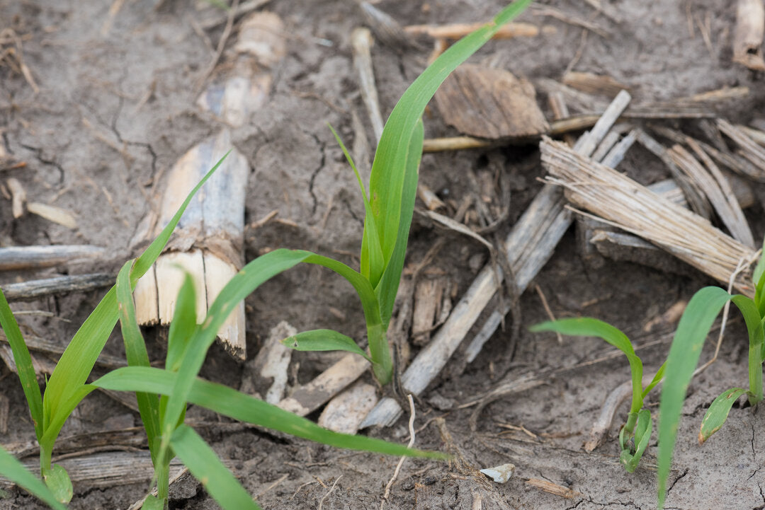 Pearl Millet (Exceed BMR) – Green Cover