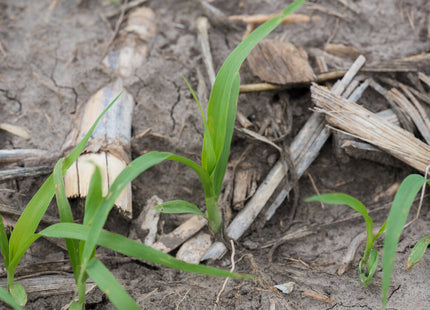Pearl Millet (Exceed BMR)