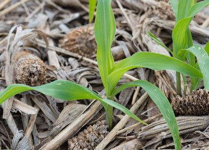 Grazing Popcorn (Non-GMO)